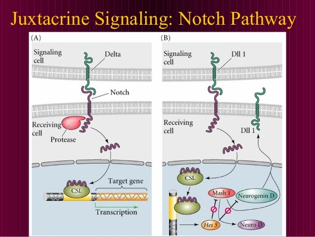 Cell signaling thesis 05 image