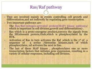 Ras/Raf pathway
 They are involved mainly in events controlling cell growth and
differentiation,and act indirectly by regulating gene transcription.
 Two important pathways are:
The Ras/Raf/mitogen-activated protein(MAP) kinase pathway,(
which is important in cell division,growth and differentiation) .
 Ras which is a proto-oncogene product,conveys the signals from
the SH2domain protein,Grab,which is phosphorylated by the
RTK.
 Activation of Ras in turn activates the Raf ,which is the 1st of a
sequence of 3 serine /threonine kinases,each of which
phosphorylates, nd activates the next in line.
 The last of these MAP kinase , phosphorylates one or more
transcription factors that initiates gene expression, resulting in a
variety of cellular responses, including cell division.
 