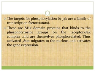 The targets for phosphorylation by jak are a family of
transcription factors(stats).
These are SH2 domain proteins that binds to the
phosphotyrosine groups on the receptor-Jak
complex ,and are themselves phosphorylated. Thus
activated ,Stat migrates to the nucleus and activates
the gene expression.
 