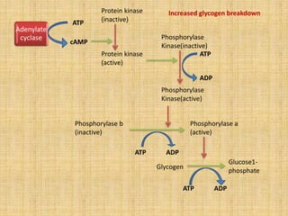 Adenylate
cyclase
ATP
cAMP
Protein kinase
(inactive)
Protein kinase
(active)
Phosphorylase
Kinase(inactive)
Phosphorylase
Kinase(active)
ATP
ADP
Phosphorylase b
(inactive)
Phosphorylase a
(active)
ATP ADP
Glucose1-
phosphate
ATP ADP
Increased glycogen breakdown
Glycogen
 