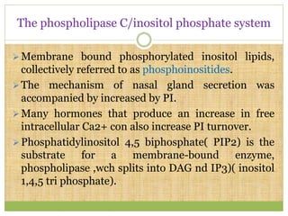 The phospholipase C/inositol phosphate system
Membrane bound phosphorylated inositol lipids,
collectively referred to as phosphoinositides.
The mechanism of nasal gland secretion was
accompanied by increased by PI.
Many hormones that produce an increase in free
intracellular Ca2+ con also increase PI turnover.
Phosphatidylinositol 4,5 biphosphate( PIP2) is the
substrate for a membrane-bound enzyme,
phospholipase ,wch splits into DAG nd IP3)( inositol
1,4,5 tri phosphate).
 