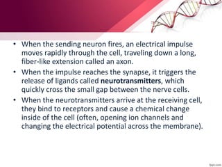 • When the sending neuron fires, an electrical impulse
moves rapidly through the cell, traveling down a long,
fiber-like extension called an axon.
• When the impulse reaches the synapse, it triggers the
release of ligands called neurotransmitters, which
quickly cross the small gap between the nerve cells.
• When the neurotransmitters arrive at the receiving cell,
they bind to receptors and cause a chemical change
inside of the cell (often, opening ion channels and
changing the electrical potential across the membrane).
 
