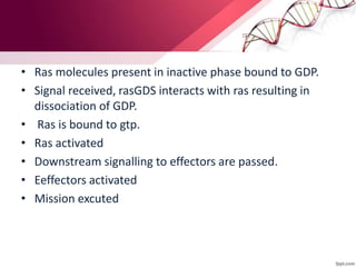 • Ras molecules present in inactive phase bound to GDP.
• Signal received, rasGDS interacts with ras resulting in
dissociation of GDP.
• Ras is bound to gtp.
• Ras activated
• Downstream signalling to effectors are passed.
• Eeffectors activated
• Mission excuted
 
