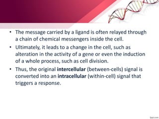 • The message carried by a ligand is often relayed through
a chain of chemical messengers inside the cell.
• Ultimately, it leads to a change in the cell, such as
alteration in the activity of a gene or even the induction
of a whole process, such as cell division.
• Thus, the original intercellular (between-cells) signal is
converted into an intracellular (within-cell) signal that
triggers a response.
 