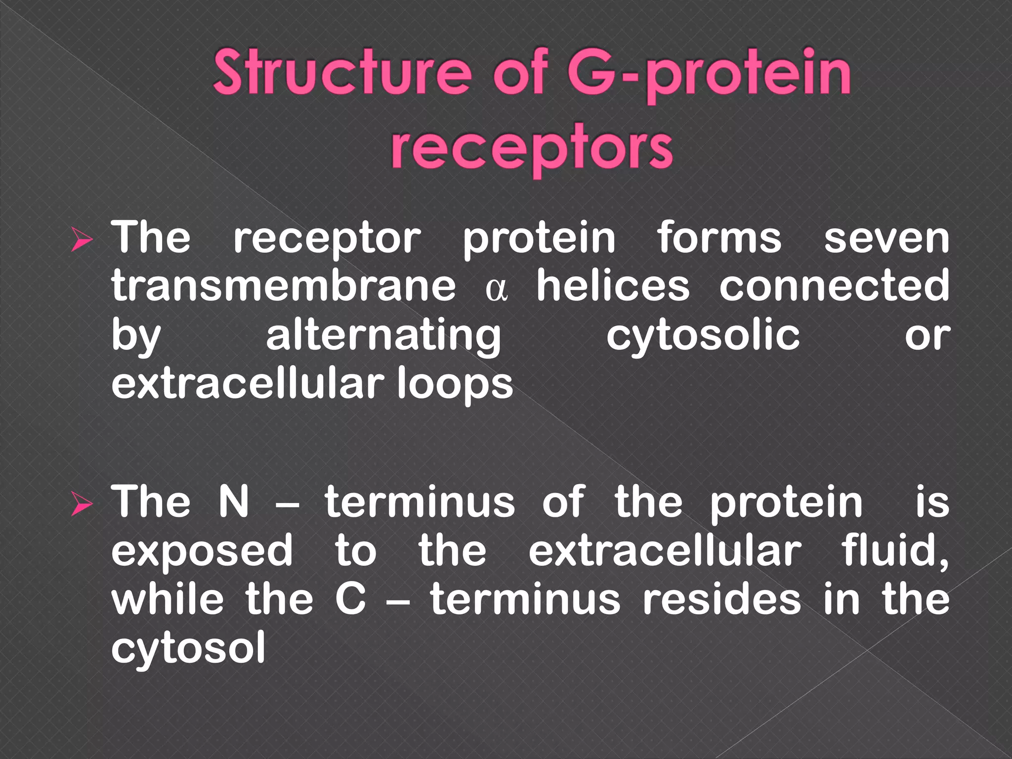  The receptor protein forms seven
transmembrane α helices connected
by alternating cytosolic or
extracellular loops
 The N – terminus of the protein is
exposed to the extracellular fluid,
while the C – terminus resides in the
cytosol
 