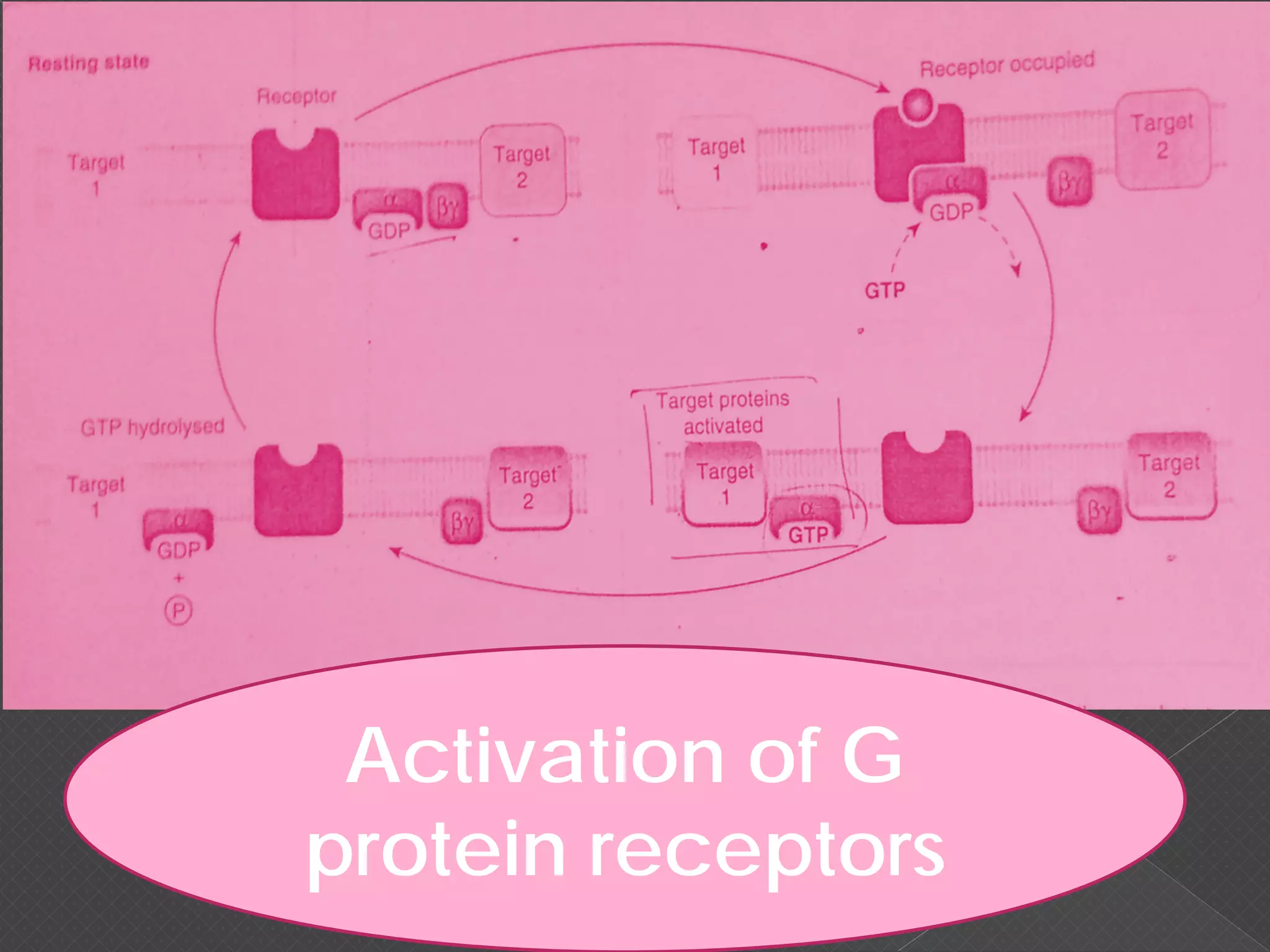 Activation of G
protein receptors
 