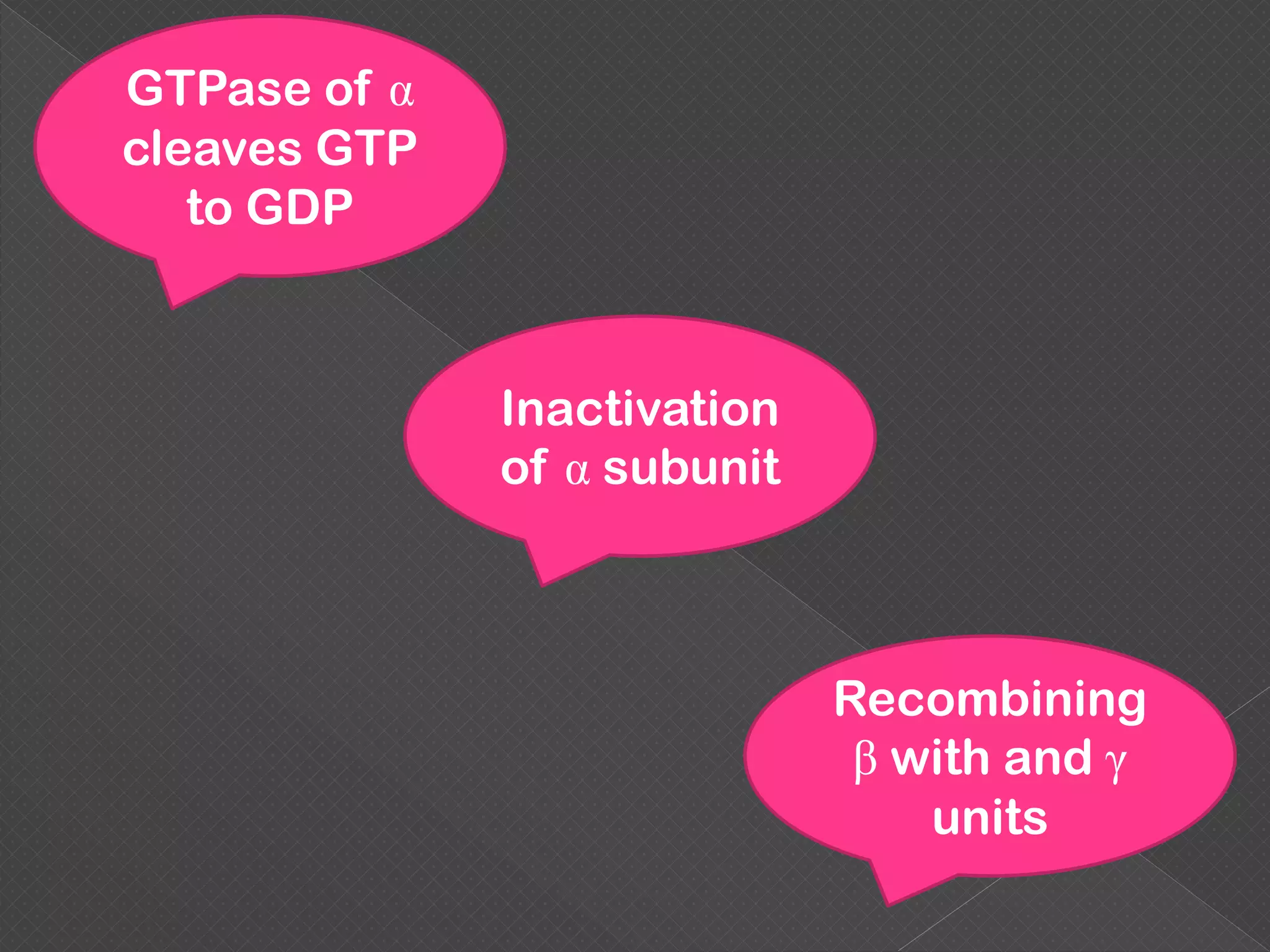 GTPase of α
cleaves GTP
to GDP
Inactivation
of α subunit
Recombining
β with and γ
units
 