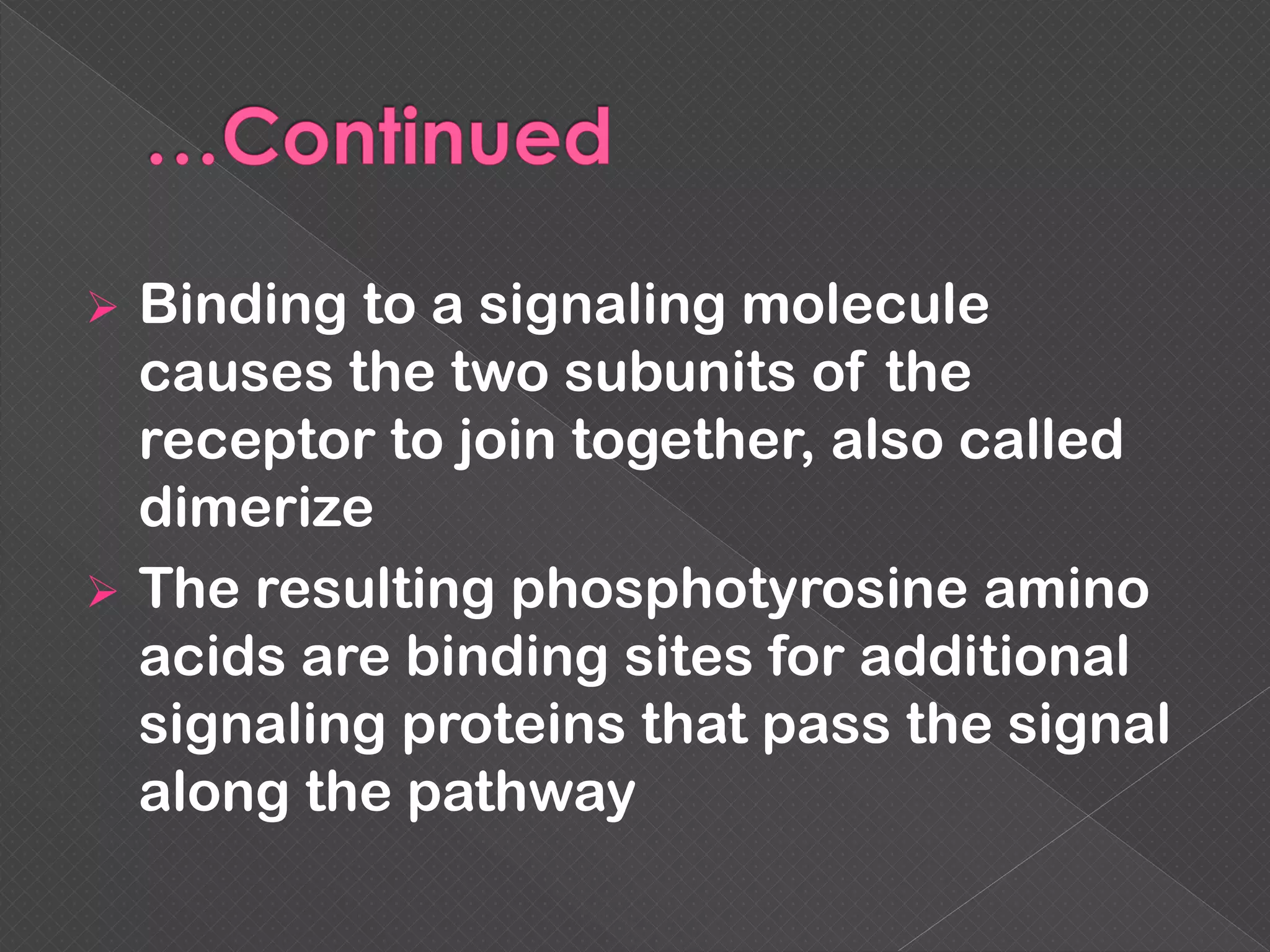  Binding to a signaling molecule
causes the two subunits of the
receptor to join together, also called
dimerize
 The resulting phosphotyrosine amino
acids are binding sites for additional
signaling proteins that pass the signal
along the pathway
 