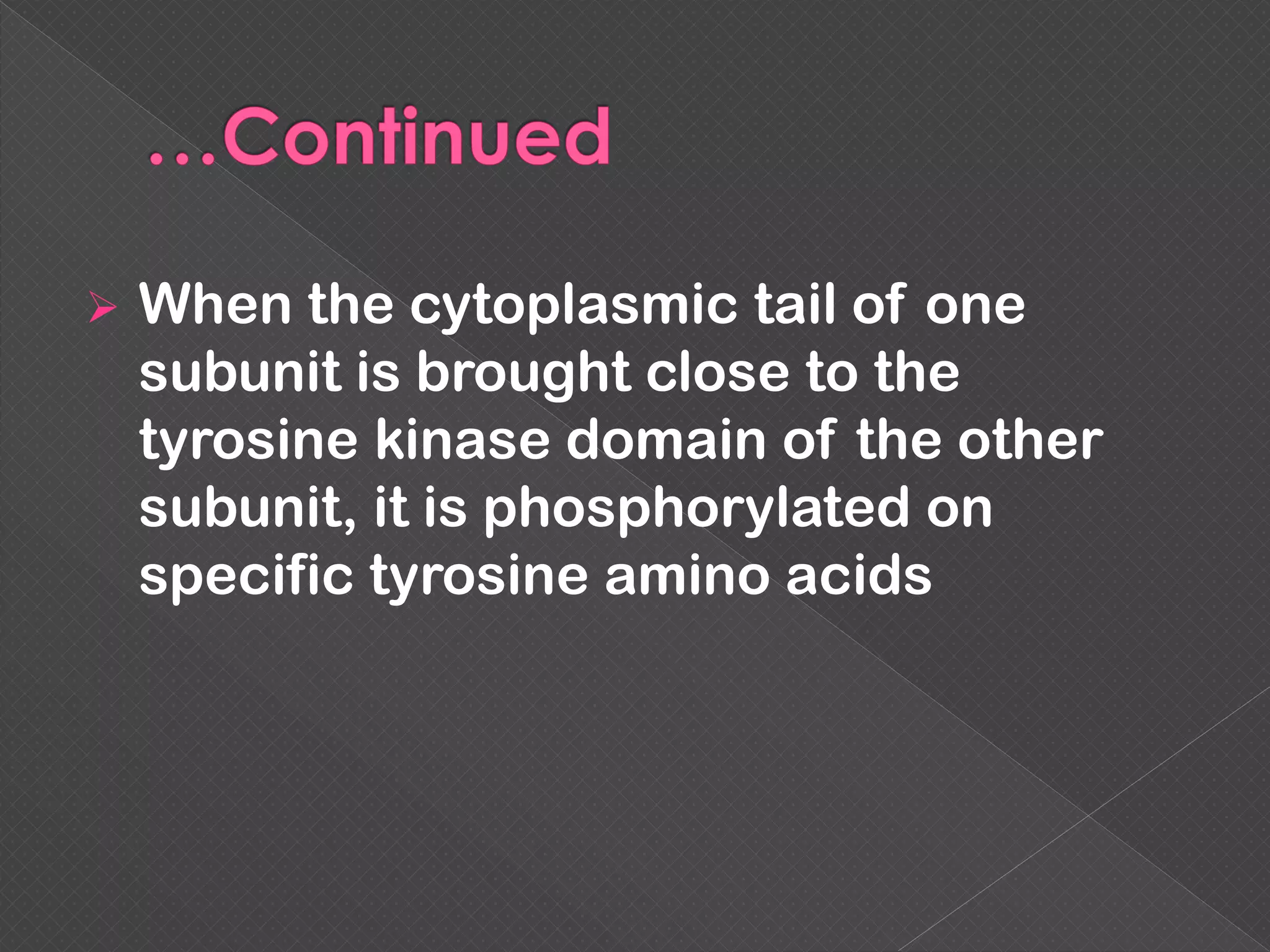  When the cytoplasmic tail of one
subunit is brought close to the
tyrosine kinase domain of the other
subunit, it is phosphorylated on
specific tyrosine amino acids
 