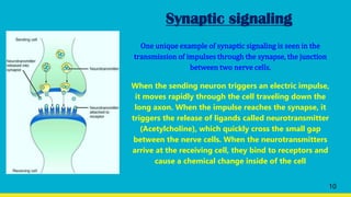 Synaptic signaling
One unique example of synaptic signaling is seen in the
transmission of impulses through the synapse, the junction
between two nerve cells.
When the sending neuron triggers an electric impulse,
it moves rapidly through the cell traveling down the
long axon. When the impulse reaches the synapse, it
triggers the release of ligands called neurotransmitter
(Acetylcholine), which quickly cross the small gap
between the nerve cells. When the neurotransmitters
arrive at the receiving cell, they bind to receptors and
cause a chemical change inside of the cell
10
 