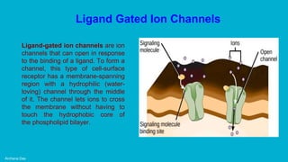 Archana Das
Ligand-gated ion channels are ion
channels that can open in response
to the binding of a ligand. To form a
channel, this type of cell-surface
receptor has a membrane-spanning
region with a hydrophilic (water-
loving) channel through the middle
of it. The channel lets ions to cross
the membrane without having to
touch the hydrophobic core of
the phospholipid bilayer.
Ligand Gated Ion Channels
 