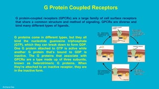 Archana Das
G Protein Coupled Receptors
G protein-coupled receptors (GPCRs) are a large family of cell surface receptors
that share a common structure and method of signaling. GPCRs are diverse and
bind many different types of ligands.
G proteins come in different types, but they all
bind the nucleotide guanosine triphosphate
(GTP), which they can break down to form GDP.
One G protein attached to GTP is active while
another G protein that’s bound to GDP is
inactive. The G proteins that associate with
GPCRs are a type made up of three subunits,
known as heterotrimeric G proteins. When
they’re attached to an inactive receptor, they are
in the inactive form.
 