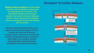 Receptor Tyrosine Kinases
18
Enzyme-linked receptors are cell-surface
receptors with intracellular domains that
are associated with an enzyme. The
intracellular domain of the receptor
actually is an enzyme that can catalyse a
reaction. Other enzyme-linked receptors
have an intracellular domain that interacts
with an enzyme
Receptor tyrosine kinases (RTKs) are a
class of enzyme-linked receptors found in
humans and many other species.
A kinase is just a name for an enzyme that
transfers phosphate groups to a protein or
other target, and a receptor tyrosine
kinase transfers phosphate groups
specifically to the amino acid tyrosine.
 