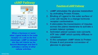 Archana Das
cAMP Pathway
When a Hormone or some
other Ligand binds to the outer
receptor of a cell as the first
messenger, cAMP is released
into the cell interior as the
Second Messenger and then it
activates a variety of other
cellular activities.
Function of cAMP Pathway
1. cAMP stimulates the glucose metabolism
by activating Protein Kinase.
2. Binding of Ligand to the outer surface of
Liver cell results in a change hormone
receptor conformation.
3. It stimulates the transmission of impulse
across the plama membrane to activate a
protein Adenyl cyclase.
4. Activated adenyl cyclase now converts
ATP into cAMP which quickly diffuses to
cytoplasm.
5. In the cytoplasm cAMP binds to Protein
Kinase A and prevents conversion of
glucose to glycogen.
 