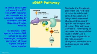 Archana Das
cGMP Pathway
In animal cells cGMP
is formed from GTP.
This cGMP regulates
ion channels and its
action is regulated by
activation of cGMP
Dependant Protien
Kinases.
For example, in the
eyes of animals cGMP
serves as second
messenger during the
conversion of visual
signals of light to
nerve impulse.
Similarly, the Rhodopsin
present in the Rod cells
of retina is a G-Protein
Linked Receptor and it
brings conformational
changes introduced by
light in the receptor cells
of retina. This activates
G-Protein Transducing to
decrease the intercellular
level of cGMP. As a
result, light signals from
the retina quickly
changes to nerve impuse
and run along the optic
nerve.
 