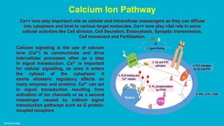 Archana Das
Calcium Ion Pathway
Ca++ ions play important role as cellular and intracellular messengers as they can diffuse
into cytoplasm and bind to various target molecules. Ca++ ions play vital role in some
cellular activities like Cell division, Cell Secretion, Endocytosis, Synaptic transmission,
Cell movement and Fertilization.
Calcium signaling is the use of calcium
ions (Ca2+) to communicate and drive
intercellular processes often as a step
in signal transduction. Ca2+ is important
for cellular signalling, as once it enters
the cytosol of the cytoplasm it
exerts allosteric regulatory effects on
many enzymes and proteins. Ca2+ can act
in signal transduction resulting from
activation of ion channels or as a second
messenger caused by indirect signal
transduction pathways such as G protein-
coupled receptors
 