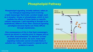Archana Das
Phospholipid Pathway
Phospholipid signaling, broadly defined, refers to
any biological signaling event involving
a lipid messenger that binds a protein target, such
as a receptor, kinase or phosphatase, which in turn
mediate the effects of these lipids on specific
cellular responses. Lipid signaling is thought to be
qualitatively different from other classical signaling
paradigms because lipids can freely diffuse
through membranes .
One consequence of this is that lipid messengers
cannot be stored in vesicles prior to release and so
are often biosynthesized "on demand" at their
intended site of action. As such, many lipid
signaling molecules cannot circulate freely in
solution but, rather, exist bound to special carrier
proteins in serum.
 