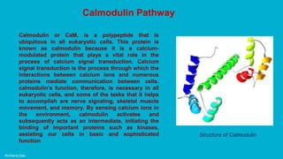 Archana Das
Calmodulin Pathway
Calmodulin or CaM, is a polypeptide that is
ubiquitous in all eukaryotic cells. This protein is
known as calmodulin because it is a calcium-
modulated protein that plays a vital role in the
process of calcium signal transduction. Calcium
signal transduction is the process through which the
interactions between calcium ions and numerous
proteins mediate communication between cells.
calmodulin’s function, therefore, is necessary in all
eukaryotic cells, and some of the tasks that it helps
to accomplish are nerve signaling, skeletal muscle
movement, and memory. By sensing calcium ions in
the environment, calmodulin activates and
subsequently acts as an intermediate, initiating the
binding of important proteins such as kinases,
assisting our cells in basic and sophisticated
function
Structure of Calmodulin
 