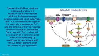 Archana Das
Calmodulin (CaM) or calcium-
modulated protein is a
multifunctional intermediate
calcium-binding messenger
protein expressed in all eukaryotic
cells. It is an intracellular target of
the secondary messenger Ca2+,
and the binding of Ca2+ is required
for the activation of calmodulin.
Once bound to Ca2+, calmodulin
acts as part of a calcium signal
transduction pathway by
modifying its interactions with
various target proteins such
as kinases or phosphatases.
 