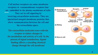 Cell surface receptors are some membrane
receptors or transmembrane receptors that
are embedded in the plasma membrane of cells.
They act in cell signaling by
receiving extracellular molecules. They are
specialized integral membrane proteins that
allow communication between the cell and
the extracellular space.
The extracellular molecules react with the
receptor to induce changes in
the metabolism and activity of a cell. In the
process of signal transduction, ligand
binding affects a cascading chemical
change through the cell membrane
5
 