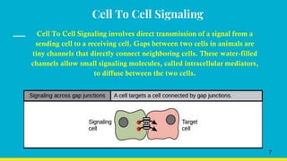 Cell To Cell Signaling
Cell To Cell Signaling involves direct transmission of a signal from a
sending cell to a receiving cell. Gaps between two cells in animals are
tiny channels that directly connect neighboring cells. These water-filled
channels allow small signaling molecules, called intracellular mediators,
to diffuse between the two cells.
7
 