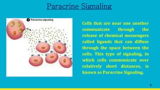 Paracrine Signaling
Cells that are near one another
communicate through the
release of chemical messengers
called ligands that can diffuse
through the space between the
cells. This type of signaling, in
which cells communicate over
relatively short distances, is
known as Paracrine Signaling.
9
 
