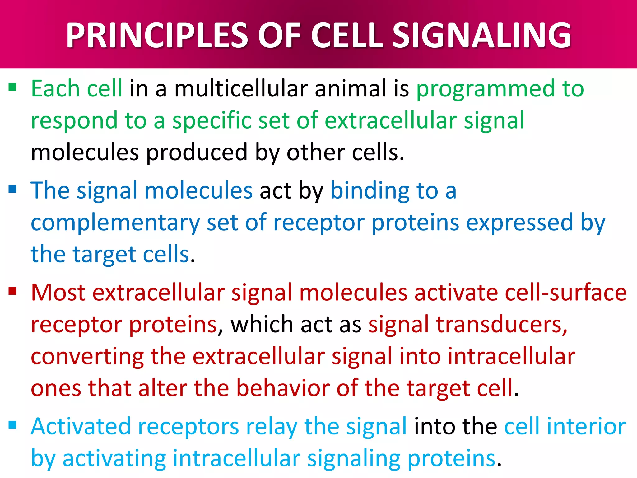 PRINCIPLES OF CELL SIGNALING
 Each cell in a multicellular animal is programmed to
respond to a specific set of extracellular signal
molecules produced by other cells.
 The signal molecules act by binding to a
complementary set of receptor proteins expressed by
the target cells.
 Most extracellular signal molecules activate cell-surface
receptor proteins, which act as signal transducers,
converting the extracellular signal into intracellular
ones that alter the behavior of the target cell.
 Activated receptors relay the signal into the cell interior
by activating intracellular signaling proteins.
 
