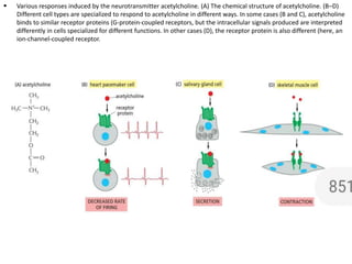  Various responses induced by the neurotransmitter acetylcholine. (A) The chemical structure of acetylcholine. (B–D)
Different cell types are specialized to respond to acetylcholine in different ways. In some cases (B and C), acetylcholine
binds to similar receptor proteins (G-protein-coupled receptors, but the intracellular signals produced are interpreted
differently in cells specialized for different functions. In other cases (D), the receptor protein is also different (here, an
ion-channel-coupled receptor.
 