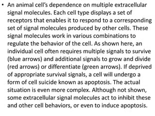 • An animal cell’s dependence on multiple extracellular
signal molecules. Each cell type displays a set of
receptors that enables it to respond to a corresponding
set of signal molecules produced by other cells. These
signal molecules work in various combinations to
regulate the behavior of the cell. As shown here, an
individual cell often requires multiple signals to survive
(blue arrows) and additional signals to grow and divide
(red arrows) or differentiate (green arrows). If deprived
of appropriate survival signals, a cell will undergo a
form of cell suicide known as apoptosis. The actual
situation is even more complex. Although not shown,
some extracellular signal molecules act to inhibit these
and other cell behaviors, or even to induce apoptosis.
 