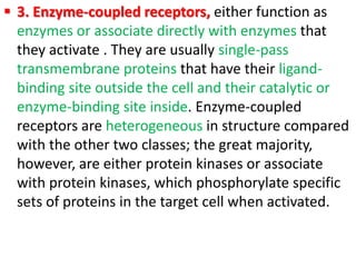  3. Enzyme-coupled receptors, either function as
enzymes or associate directly with enzymes that
they activate . They are usually single-pass
transmembrane proteins that have their ligand-
binding site outside the cell and their catalytic or
enzyme-binding site inside. Enzyme-coupled
receptors are heterogeneous in structure compared
with the other two classes; the great majority,
however, are either protein kinases or associate
with protein kinases, which phosphorylate specific
sets of proteins in the target cell when activated.
 