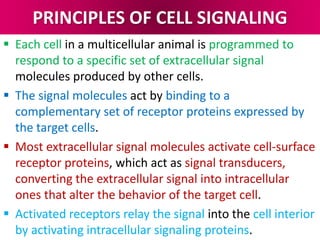 PRINCIPLES OF CELL SIGNALING
 Each cell in a multicellular animal is programmed to
respond to a specific set of extracellular signal
molecules produced by other cells.
 The signal molecules act by binding to a
complementary set of receptor proteins expressed by
the target cells.
 Most extracellular signal molecules activate cell-surface
receptor proteins, which act as signal transducers,
converting the extracellular signal into intracellular
ones that alter the behavior of the target cell.
 Activated receptors relay the signal into the cell interior
by activating intracellular signaling proteins.
 