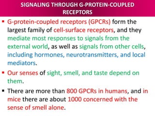 SIGNALING THROUGH G-PROTEIN-COUPLED
RECEPTORS
 G-protein-coupled receptors (GPCRs) form the
largest family of cell-surface receptors, and they
mediate most responses to signals from the
external world, as well as signals from other cells,
including hormones, neurotransmitters, and local
mediators.
 Our senses of sight, smell, and taste depend on
them.
 There are more than 800 GPCRs in humans, and in
mice there are about 1000 concerned with the
sense of smell alone.
 