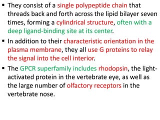  They consist of a single polypeptide chain that
threads back and forth across the lipid bilayer seven
times, forming a cylindrical structure, often with a
deep ligand-binding site at its center.
 In addition to their characteristic orientation in the
plasma membrane, they all use G proteins to relay
the signal into the cell interior.
 The GPCR superfamily includes rhodopsin, the light-
activated protein in the vertebrate eye, as well as
the large number of olfactory receptors in the
vertebrate nose.
 