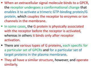  When an extracellular signal molecule binds to a GPCR,
the receptor undergoes a conformational change that
enables it to activate a trimeric GTP-binding protein/G
protein, which couples the receptor to enzymes or ion
channels in the membrane.
 In some cases, the G protein is physically associated
with the receptor before the receptor is activated,
whereas in others it binds only after receptor
activation.
 There are various types of G proteins, each specific for
a particular set of GPCRs and for a particular set of
target proteins in the plasma membrane.
 They all have a similar structure, however, and operate
similarly.
 