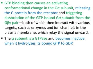  GTP binding then causes an activating
conformational change in the Gα subunit, releasing
the G protein from the receptor and triggering
dissociation of the GTP-bound Gα subunit from the
Gβγ pair—both of which then interact with various
targets, such as enzymes and ion channels in the
plasma membrane, which relay the signal onward.
 The α subunit is a GTPase and becomes inactive
when it hydrolyzes its bound GTP to GDP.
 