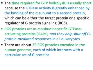  The time required for GTP hydrolysis is usually short
because the GTPase activity is greatly enhanced by
the binding of the α subunit to a second protein,
which can be either the target protein or a specific
regulator of G protein signaling (RGS).
 RGS proteins act as α-subunit-specific GTPase-
activating proteins (GAPs), and they help shut off G-
protein-mediated responses in all eukaryotes.
 There are about 25 RGS proteins encoded in the
human genome, each of which interacts with a
particular set of G proteins.
 