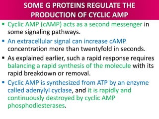SOME G PROTEINS REGULATE THE
PRODUCTION OF CYCLIC AMP
 Cyclic AMP (cAMP) acts as a second messenger in
some signaling pathways.
 An extracellular signal can increase cAMP
concentration more than twentyfold in seconds.
 As explained earlier, such a rapid response requires
balancing a rapid synthesis of the molecule with its
rapid breakdown or removal.
 Cyclic AMP is synthesized from ATP by an enzyme
called adenylyl cyclase, and it is rapidly and
continuously destroyed by cyclic AMP
phosphodiesterases.
 