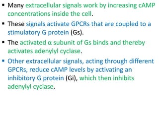  Many extracellular signals work by increasing cAMP
concentrations inside the cell.
 These signals activate GPCRs that are coupled to a
stimulatory G protein (Gs).
 The activated α subunit of Gs binds and thereby
activates adenylyl cyclase.
 Other extracellular signals, acting through different
GPCRs, reduce cAMP levels by activating an
inhibitory G protein (Gi), which then inhibits
adenylyl cyclase.
 