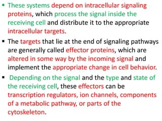  These systems depend on intracellular signaling
proteins, which process the signal inside the
receiving cell and distribute it to the appropriate
intracellular targets.
 The targets that lie at the end of signaling pathways
are generally called effector proteins, which are
altered in some way by the incoming signal and
implement the appropriate change in cell behavior.
 Depending on the signal and the type and state of
the receiving cell, these effectors can be
transcription regulators, ion channels, components
of a metabolic pathway, or parts of the
cytoskeleton.
 