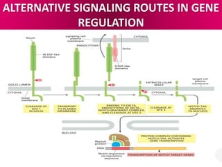 ALTERNATIVE SIGNALING ROUTES IN GENE
REGULATION
 