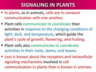 SIGNALING IN PLANTS
 In plants, as in animals, cells are in constant
communication with one another.
 Plant cells communicate to coordinate their
activities in response to the changing conditions of
light, dark, and temperature, which guide the
plant’s cycle of growth, flowering, and fruiting.
 Plant cells also communicate to coordinate
activities in their roots, stems, and leaves.
 Less is known about the receptors and intracellular
signaling mechanisms involved in cell
communication in plants than is known in animals.
 