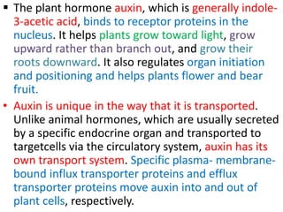  The plant hormone auxin, which is generally indole-
3-acetic acid, binds to receptor proteins in the
nucleus. It helps plants grow toward light, grow
upward rather than branch out, and grow their
roots downward. It also regulates organ initiation
and positioning and helps plants flower and bear
fruit.
• Auxin is unique in the way that it is transported.
Unlike animal hormones, which are usually secreted
by a specific endocrine organ and transported to
targetcells via the circulatory system, auxin has its
own transport system. Specific plasma- membrane-
bound influx transporter proteins and efflux
transporter proteins move auxin into and out of
plant cells, respectively.
 