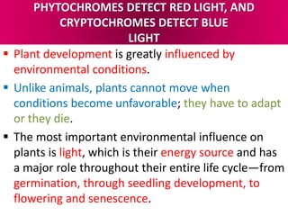 PHYTOCHROMES DETECT RED LIGHT, AND
CRYPTOCHROMES DETECT BLUE
LIGHT
 Plant development is greatly influenced by
environmental conditions.
 Unlike animals, plants cannot move when
conditions become unfavorable; they have to adapt
or they die.
 The most important environmental influence on
plants is light, which is their energy source and has
a major role throughout their entire life cycle—from
germination, through seedling development, to
flowering and senescence.
 