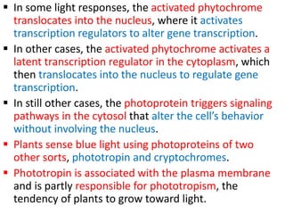  In some light responses, the activated phytochrome
translocates into the nucleus, where it activates
transcription regulators to alter gene transcription.
 In other cases, the activated phytochrome activates a
latent transcription regulator in the cytoplasm, which
then translocates into the nucleus to regulate gene
transcription.
 In still other cases, the photoprotein triggers signaling
pathways in the cytosol that alter the cell’s behavior
without involving the nucleus.
 Plants sense blue light using photoproteins of two
other sorts, phototropin and cryptochromes.
 Phototropin is associated with the plasma membrane
and is partly responsible for phototropism, the
tendency of plants to grow toward light.
 