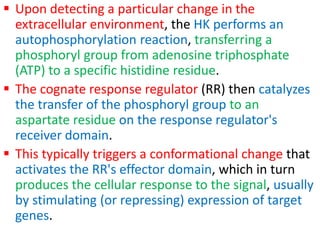  Upon detecting a particular change in the
extracellular environment, the HK performs an
autophosphorylation reaction, transferring a
phosphoryl group from adenosine triphosphate
(ATP) to a specific histidine residue.
 The cognate response regulator (RR) then catalyzes
the transfer of the phosphoryl group to an
aspartate residue on the response regulator's
receiver domain.
 This typically triggers a conformational change that
activates the RR's effector domain, which in turn
produces the cellular response to the signal, usually
by stimulating (or repressing) expression of target
genes.
 