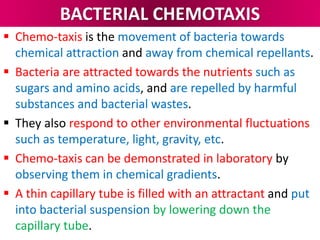 BACTERIAL CHEMOTAXIS
 Chemo-taxis is the movement of bacteria towards
chemical attraction and away from chemical repellants.
 Bacteria are attracted towards the nutrients such as
sugars and amino acids, and are repelled by harmful
substances and bacterial wastes.
 They also respond to other environmental fluctuations
such as temperature, light, gravity, etc.
 Chemo-taxis can be demonstrated in laboratory by
observing them in chemical gradients.
 A thin capillary tube is filled with an attractant and put
into bacterial suspension by lowering down the
capillary tube.
 
