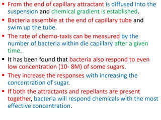  From the end of capillary attractant is diffused into the
suspension and chemical gradient is established.
 Bacteria assemble at the end of capillary tube and
swim up the tube.
 The rate of chemo-taxis can be measured by the
number of bacteria within die capillary after a given
time.
 It has been found that bacteria also respond to even
low concentration (10- 8M) of some sugars.
 They increase the responses with increasing the
concentration of sugar.
 If both the attractants and repellants are present
together, bacteria will respond chemicals with the most
effective concentration.
 