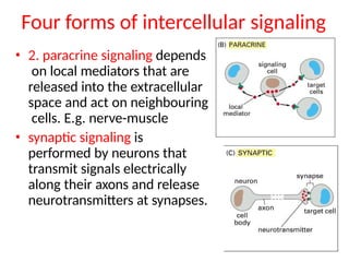 cell signaling. ligands and receptorspptx | PPTX