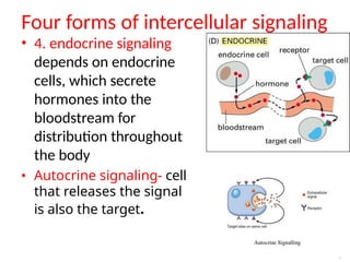 Comprehensive Overview of Cell Signaling Molecules and Receptors in ...