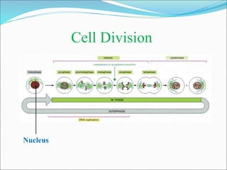 Cell Division
Nucleus
 
